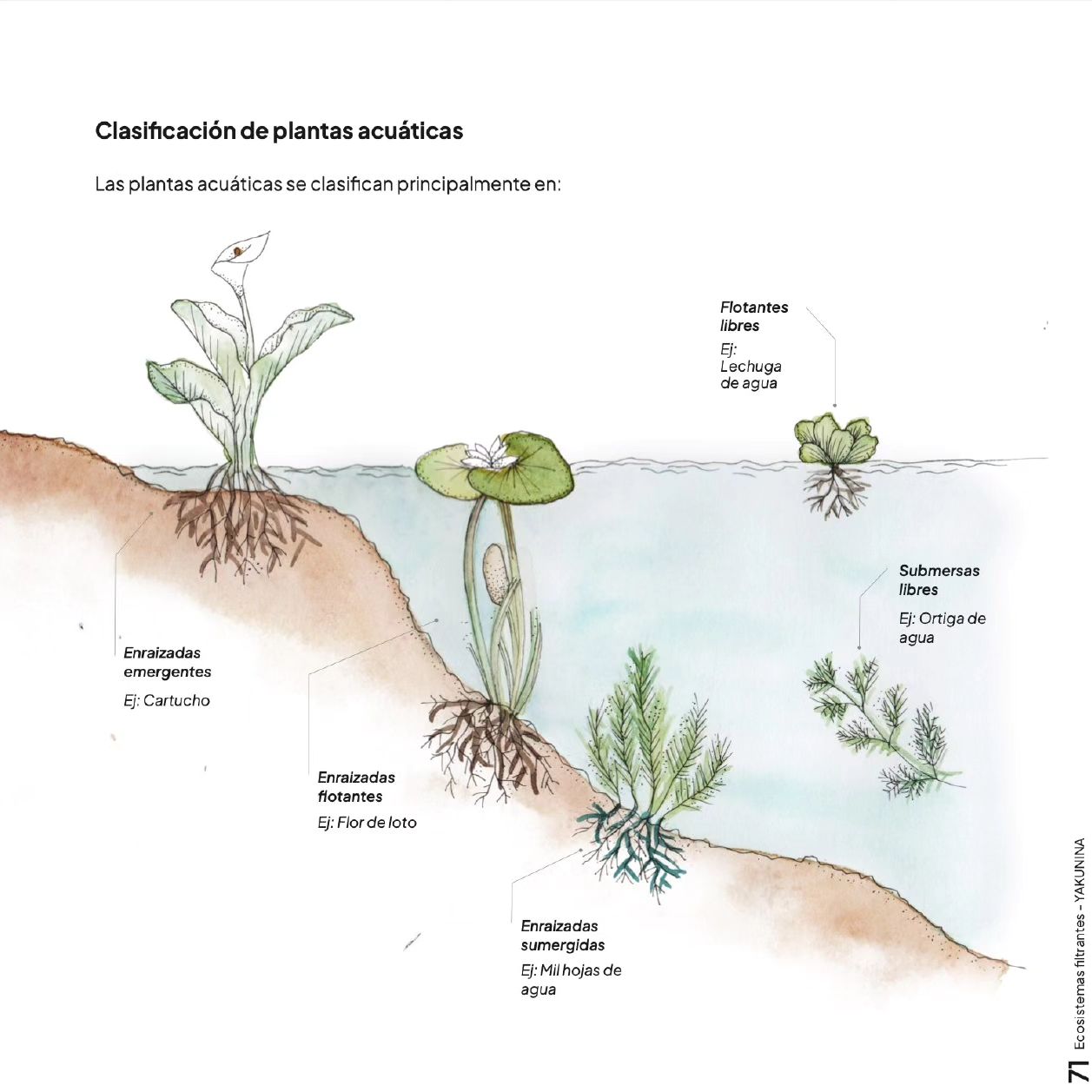 Ecosistemas filtrantes - soluciones basadas en la naturaleza para limpiar aguas residuales -Yakunina - Red de guardianes de semillas