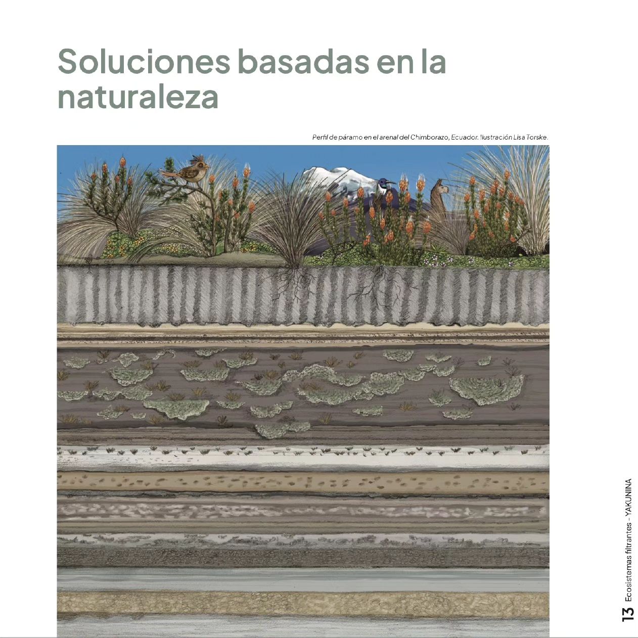 Ecosistemas filtrantes - soluciones basadas en la naturaleza para limpiar aguas residuales -Yakunina - Red de guardianes de semillas